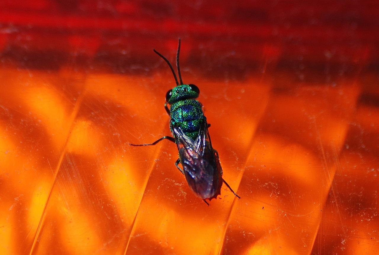 Id: Chrysis sp., forse C. comta (Chrysididae)